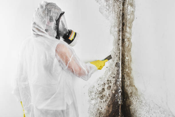 Best Professional Mold Removal  in Concord, CA