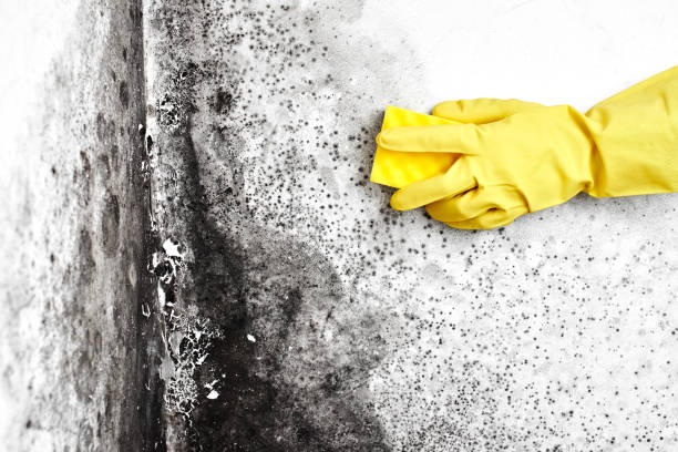 Concord, CA Mold Removal Company