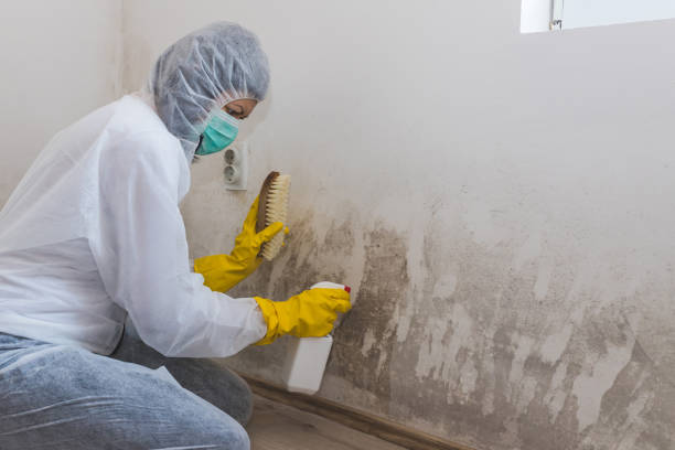 Best Mold Damage Repair  in Concord, CA