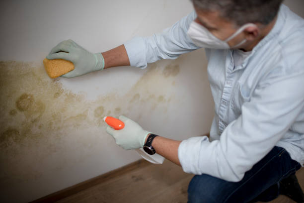 Best Mold Testing  in Concord, CA