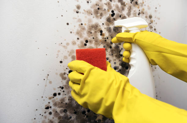 Best Mold Inspection  in Concord, CA