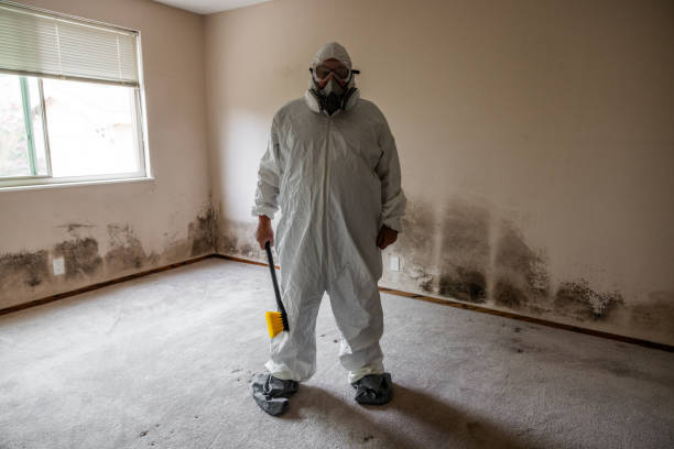 Best Same-Day Mold Removal  in Concord, CA