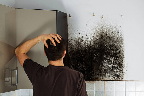 Best Mold Cleaning Services  in Concord, CA
