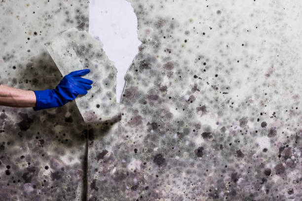 Best Best Mold Removal Companies  in Concord, CA