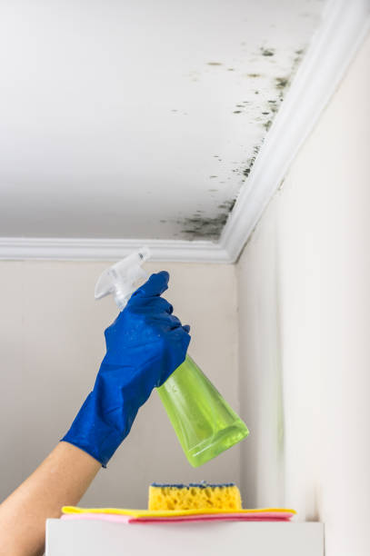 Best Commercial Mold Removal  in Concord, CA