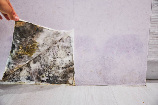 Best Mold Removal Company Near Me  in Concord, CA